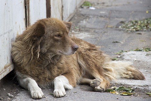 Día del perro callejero Cuándo es y por qué se celebra el 27 de julio