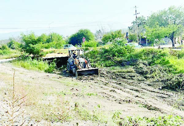 Forestaci N Clave Para Mantener Bella La Ciudad La Prensa De Coahuila