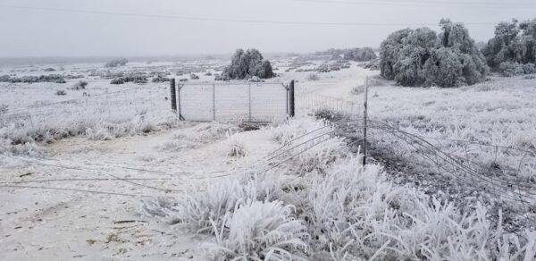 “Golpea” a millones en Texas