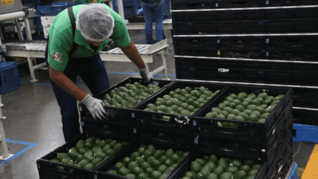Ni el Super Bowl salva las exportaciones de aguacate mexicano
