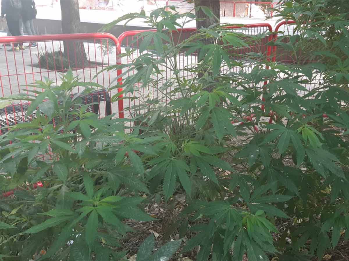 Les quitan campamento de mariguana junto al Senado