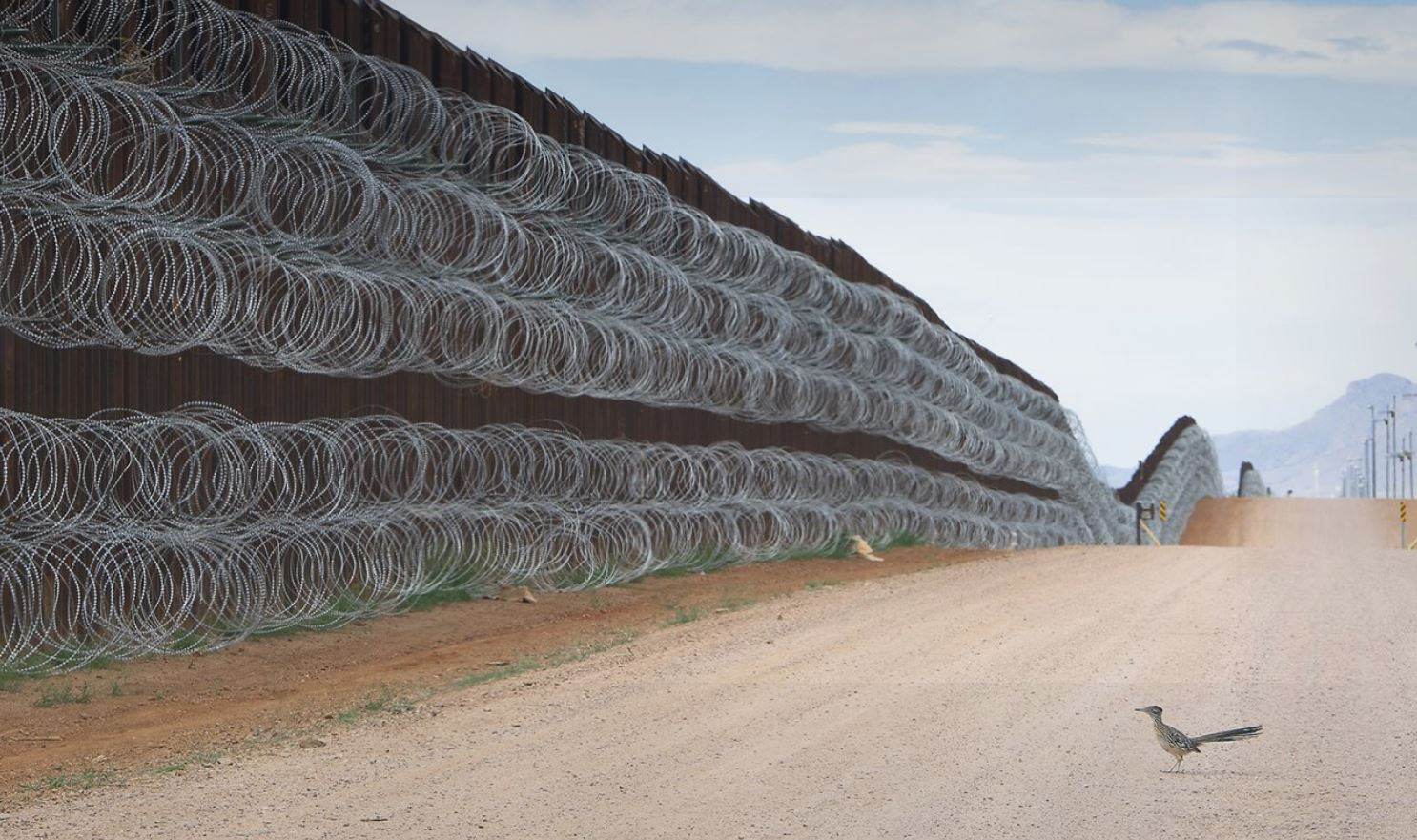 Mexicano gana premio de fotografía por imagen de ave ante el muro fronterizo de EE.UU.
