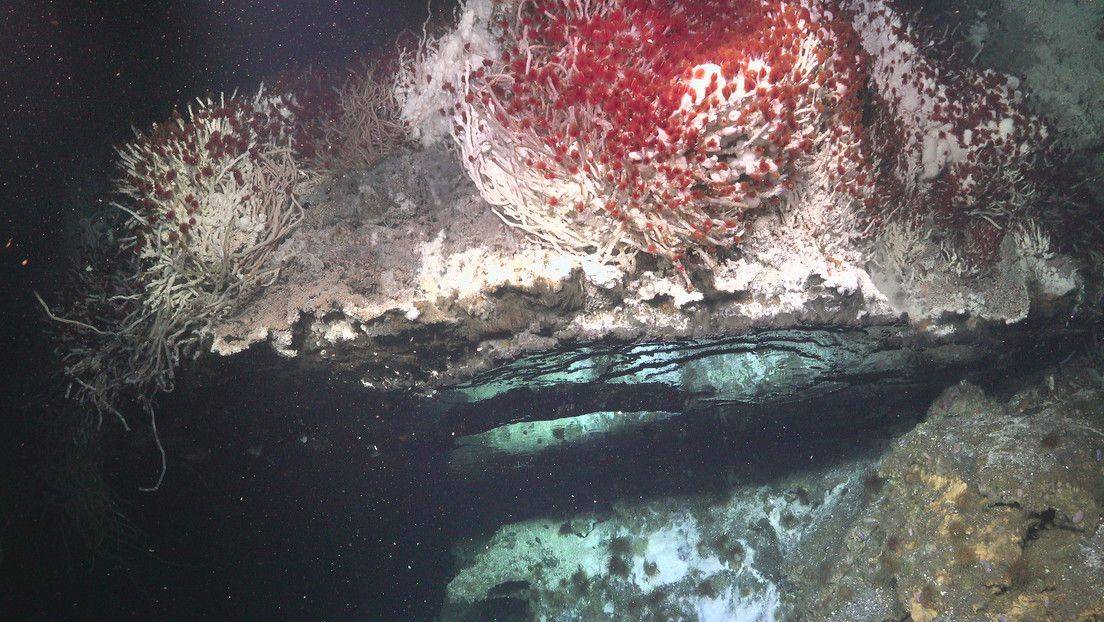 Gusanos ‘brillantes’ y ‘piscinas de espejo’: hallan frente a las costas mexicanas especies antes desconocidas y fuentes hidrotermales únicas
