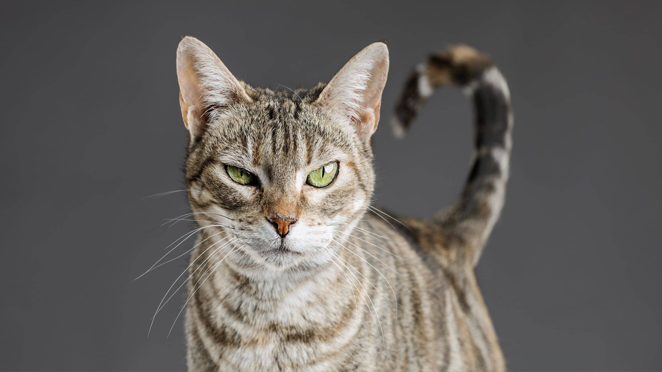 Científicos concluyen que «todos los gatos domésticos» presentan rasgos psicópatas