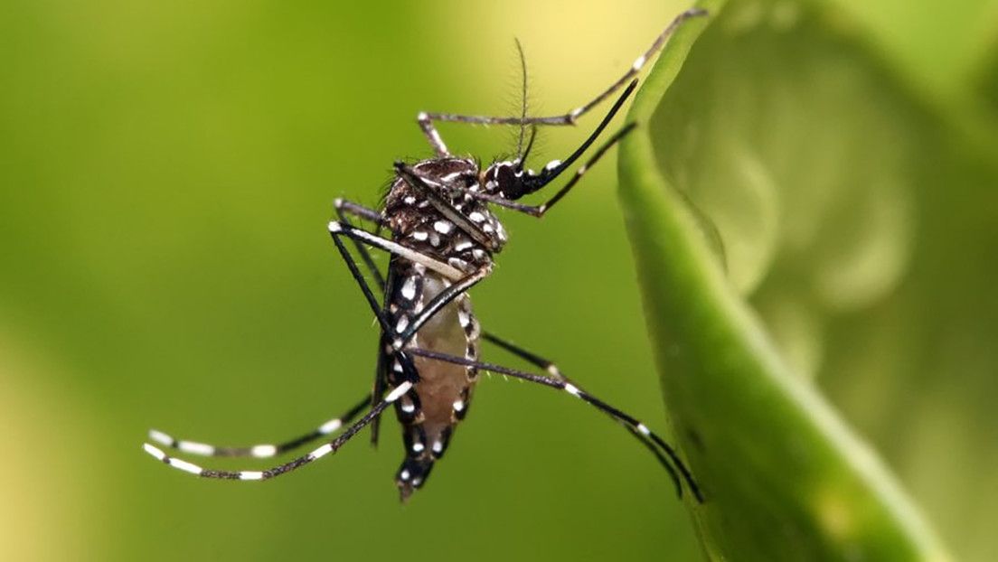 Liberarán mosquitos modificados genéticamente en Florida y California para combatir las enfermedades del dengue y el zika