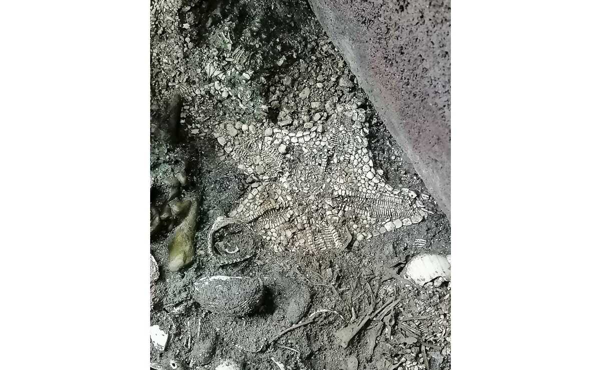 Encuentran por primera vez estrella de mar casi intacta en Templo Mayor
