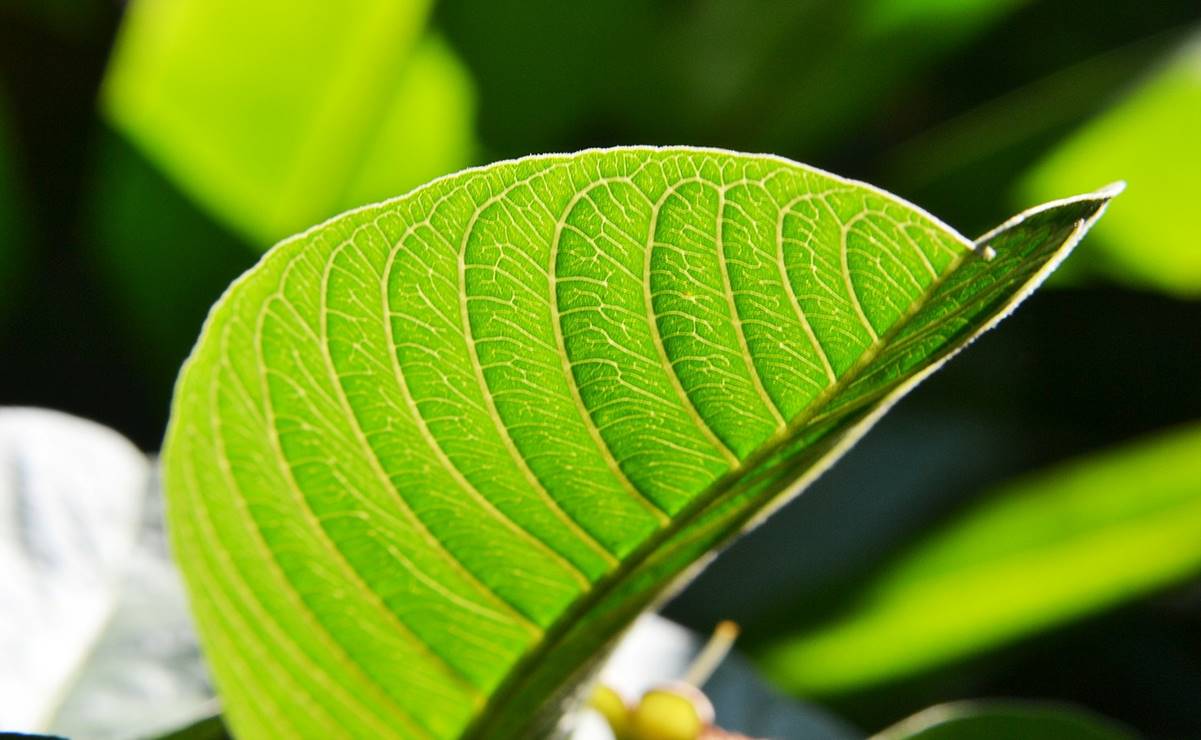 Razones para tomar infusión de hoja de guayaba