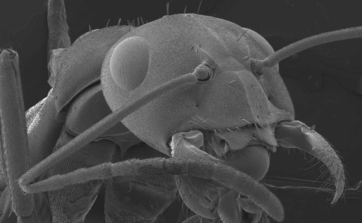 Por los altos niveles de glucosa en las células cancerígenas, las hormigas «entrenadas» podrían detectar los tumores