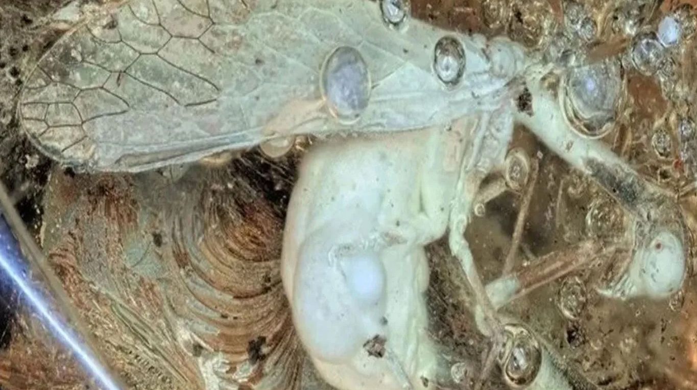 ¡Increíble! Hallan en ámbar a un insecto que vivió hace más de 30 millones de años