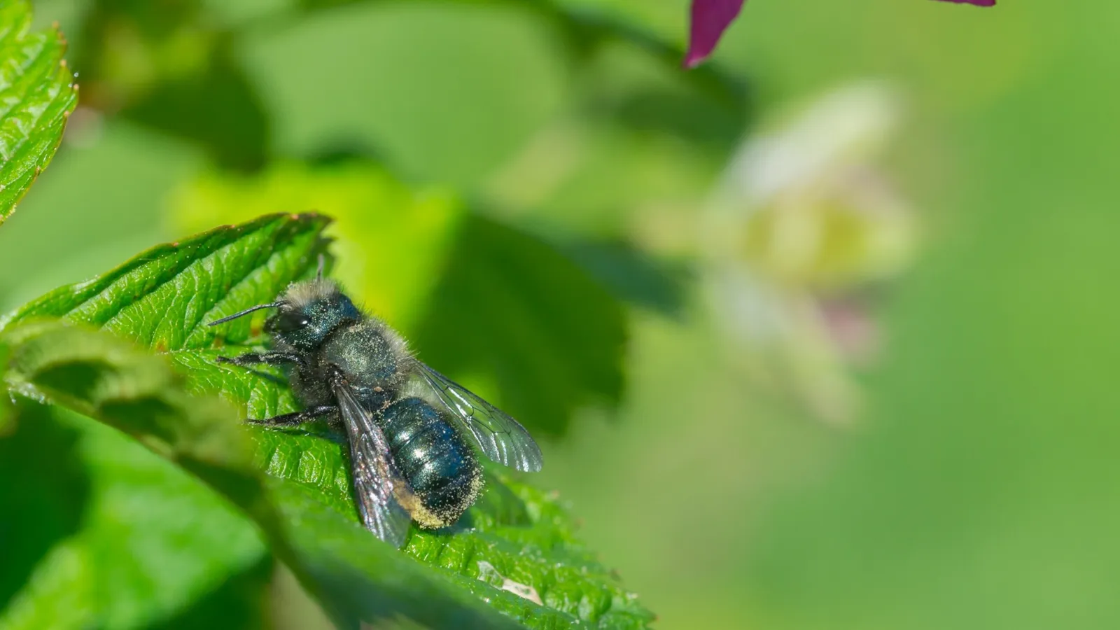 Cómo los insecticidas pueden reducir la fertilidad de las abejas y causar daños duraderos a lo largo de generaciones