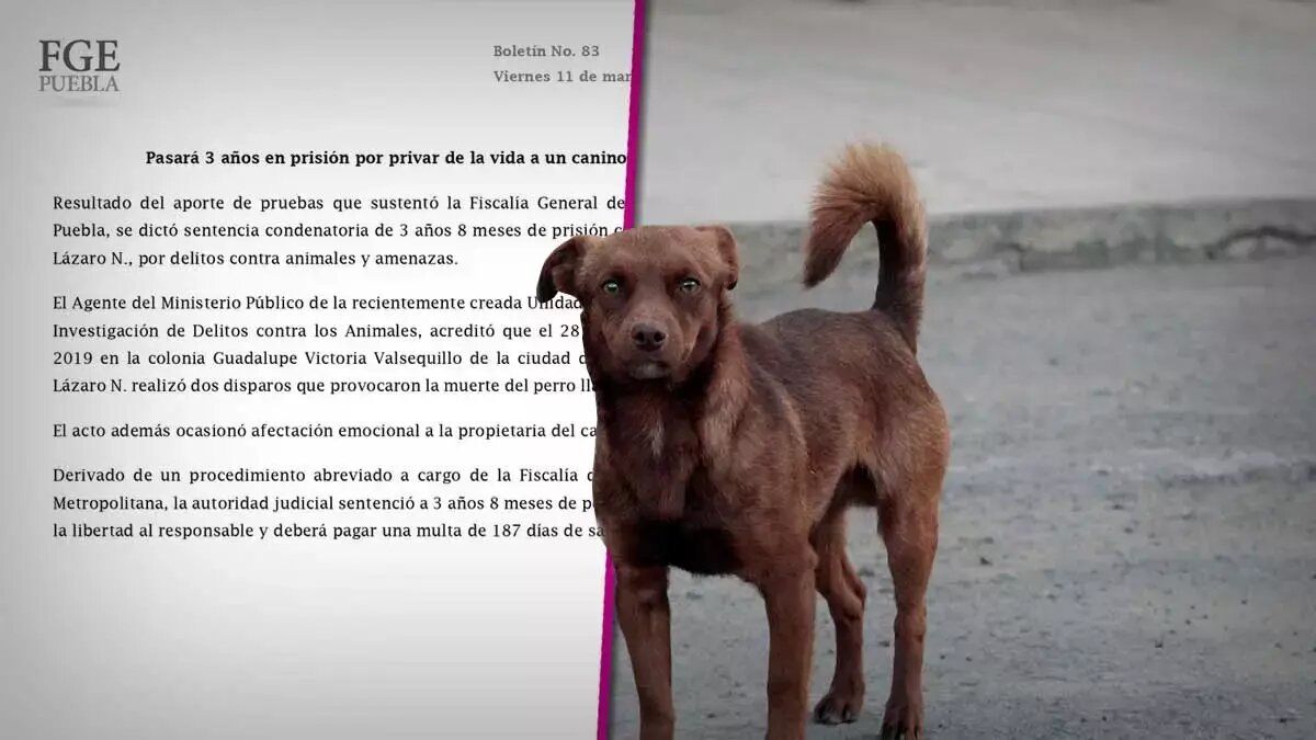 Misael pasará 3 años en la cárcel por matar al perrito Kimbo