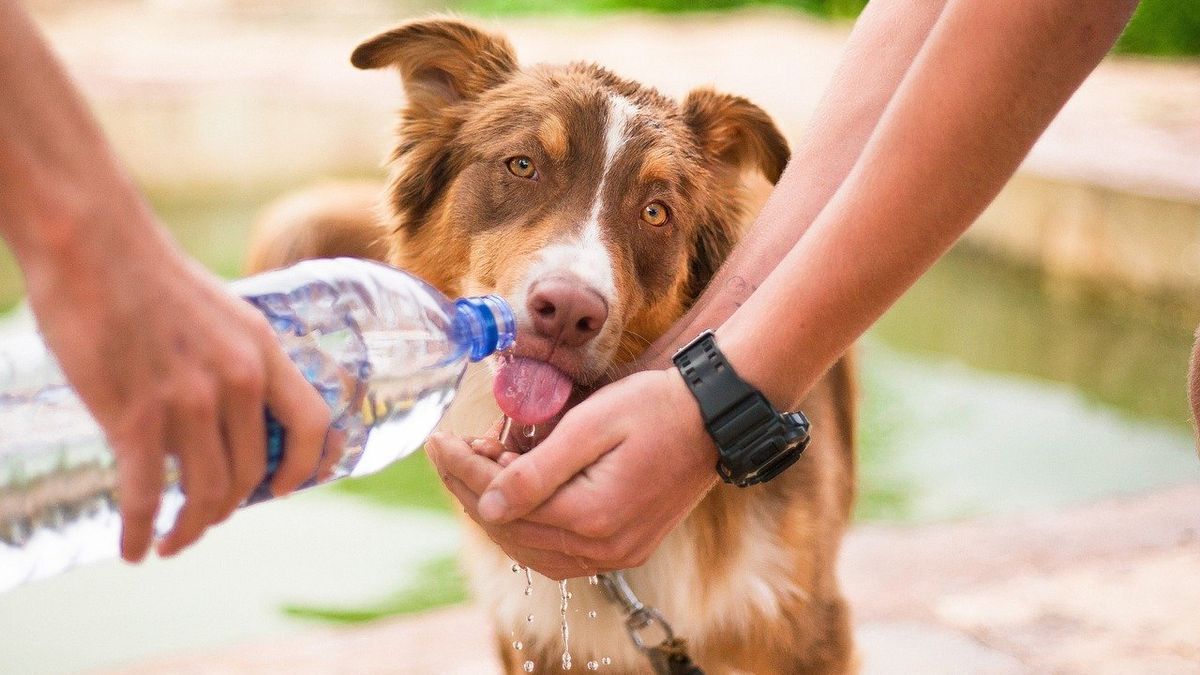 ¿Cómo proteger a un perro de sufir un golpe de calor?
