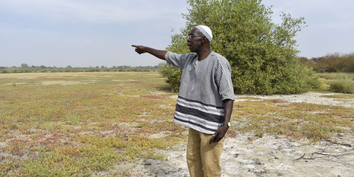 El secreto de Gambia, el pequeño país africano que se convirtió en un referente en la lucha contra el cambio climático