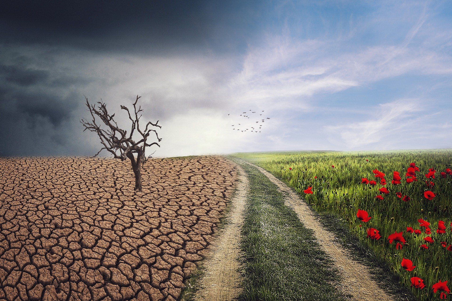 Formas de salvar al planeta del cambio climático