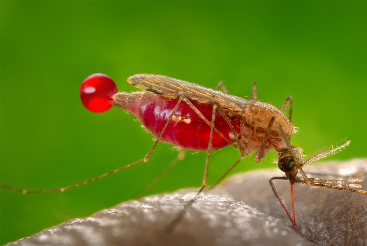Cómo el cambio climático amenaza con aumentar la transmisión de la malaria