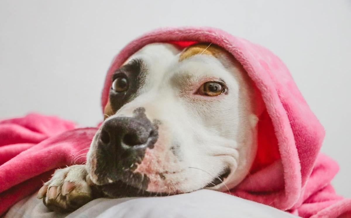«Es mi hija»: mujer con cáncer terminal en EU busca dueño para su perrita antes de morir