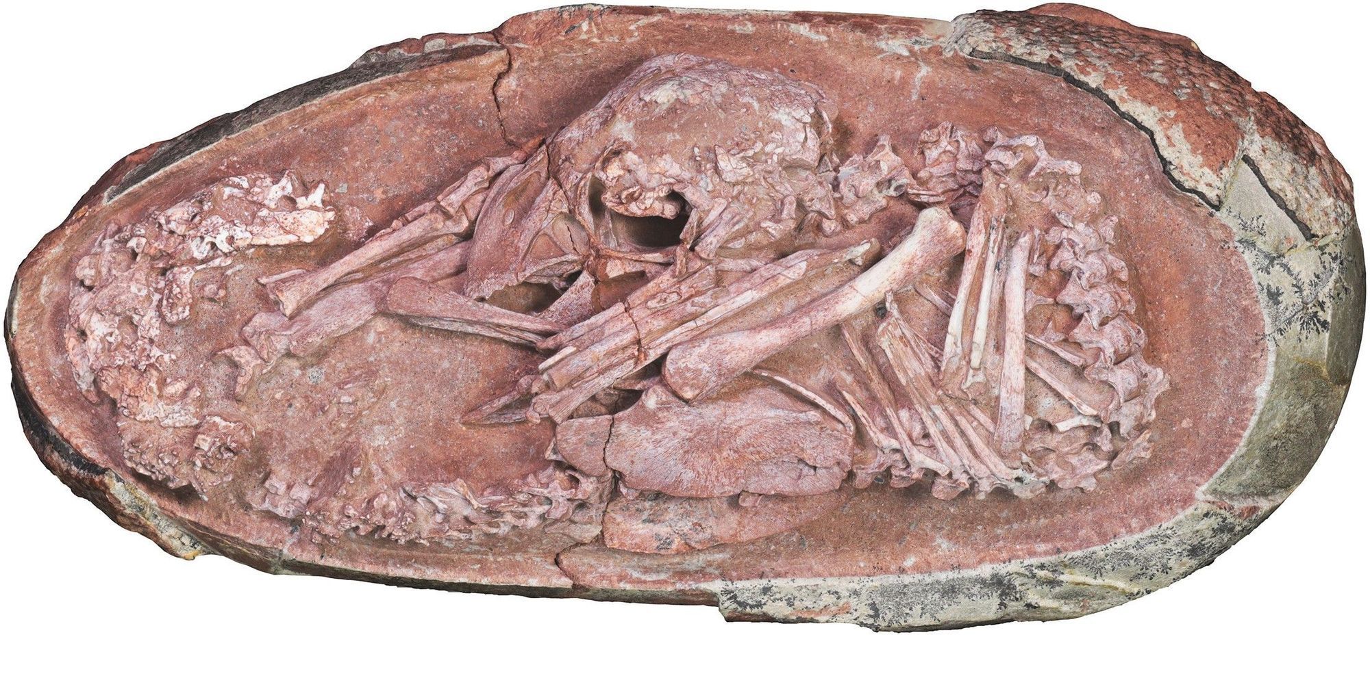 Hallan a «Bebé Yingliang», el embrión de dinosaurio más completo jamás visto