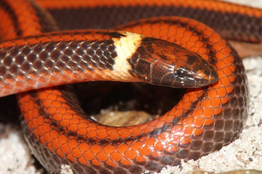 Descubren nueva especie de serpiente en Paraguay; ¿es venenosa?