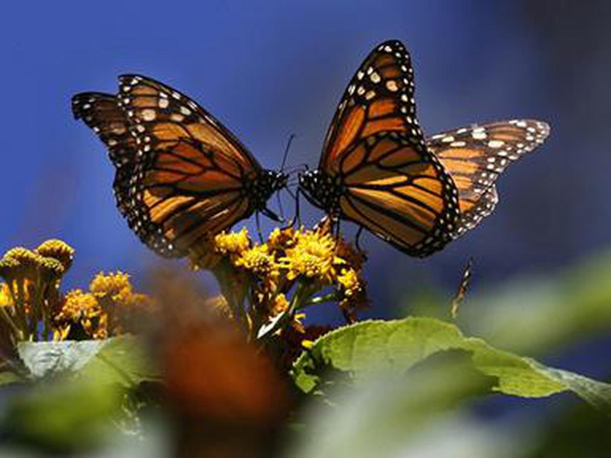 Aumenta llegada de mariposas Monarca a México; son amenazadas por cambio climático