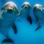 Los delfines reconocen a sus pares a través de la orina: estudio