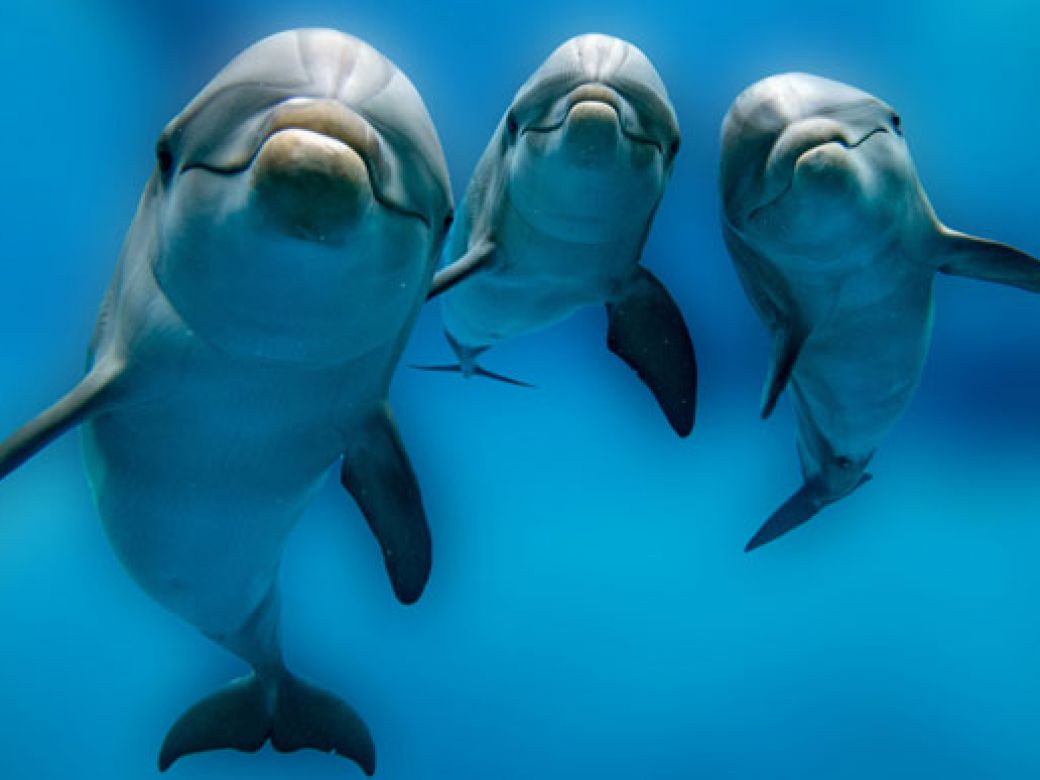 Los delfines reconocen a sus pares a través de la orina: estudio