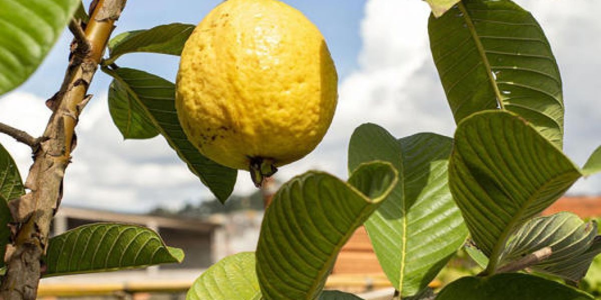 Razones para tomar infusión de hoja de guayaba