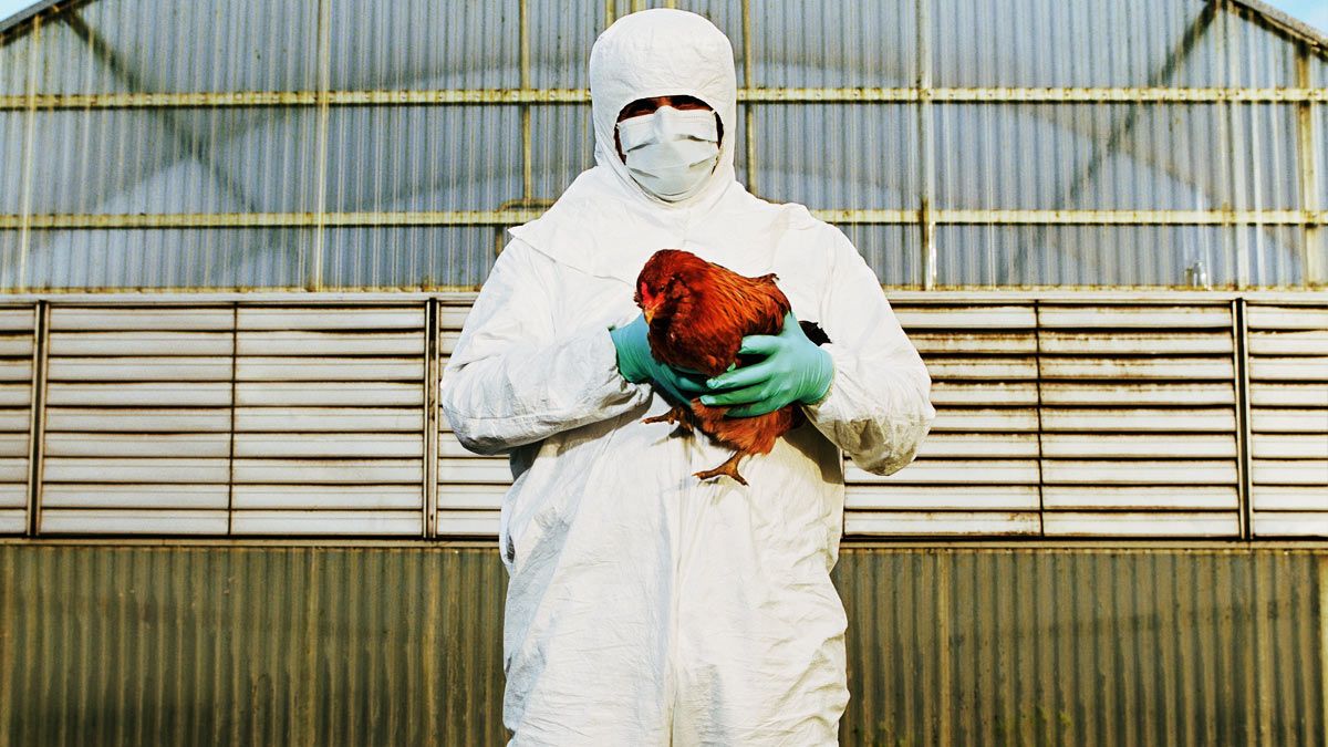 ¿Qué es la gripe aviar y la cepa H3N8 que presentó su primer contagio en China?
