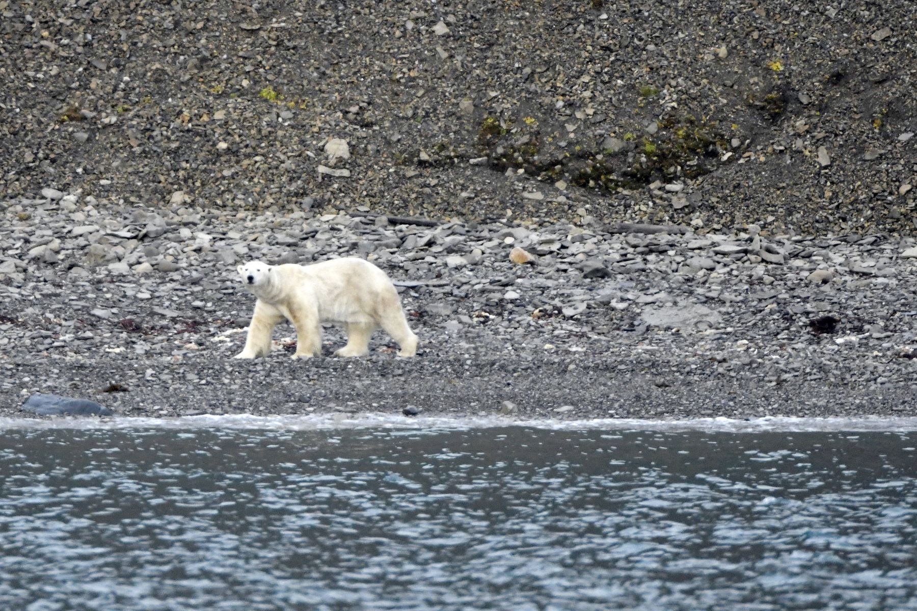 Científicos encuentran población de osos polares en región sin hielo marino