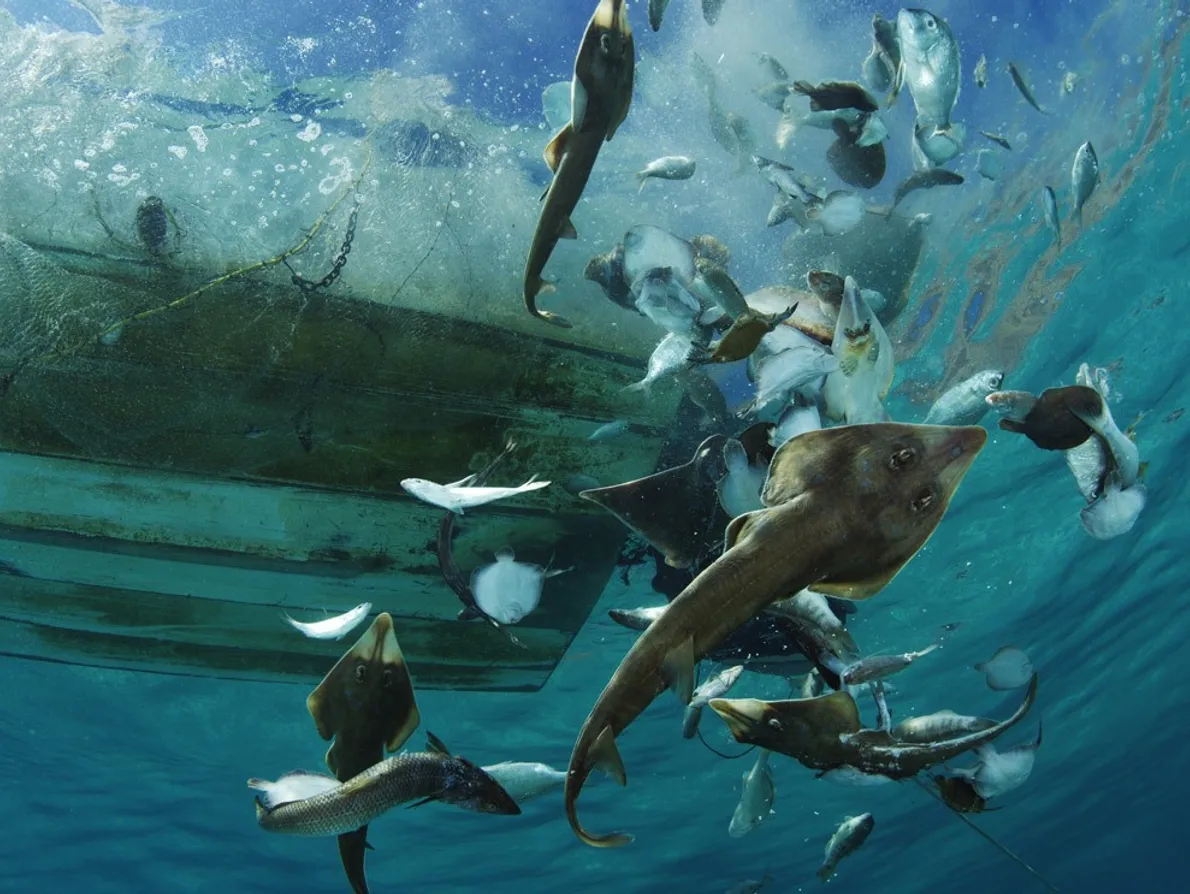 Cómo la sobrepesca afecta la biodiversidad marina