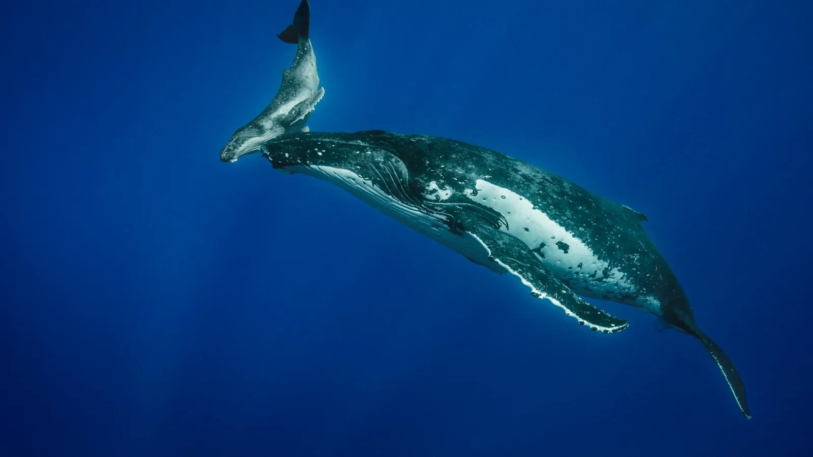 El cambio climático amenaza a las ballenas jorobadas