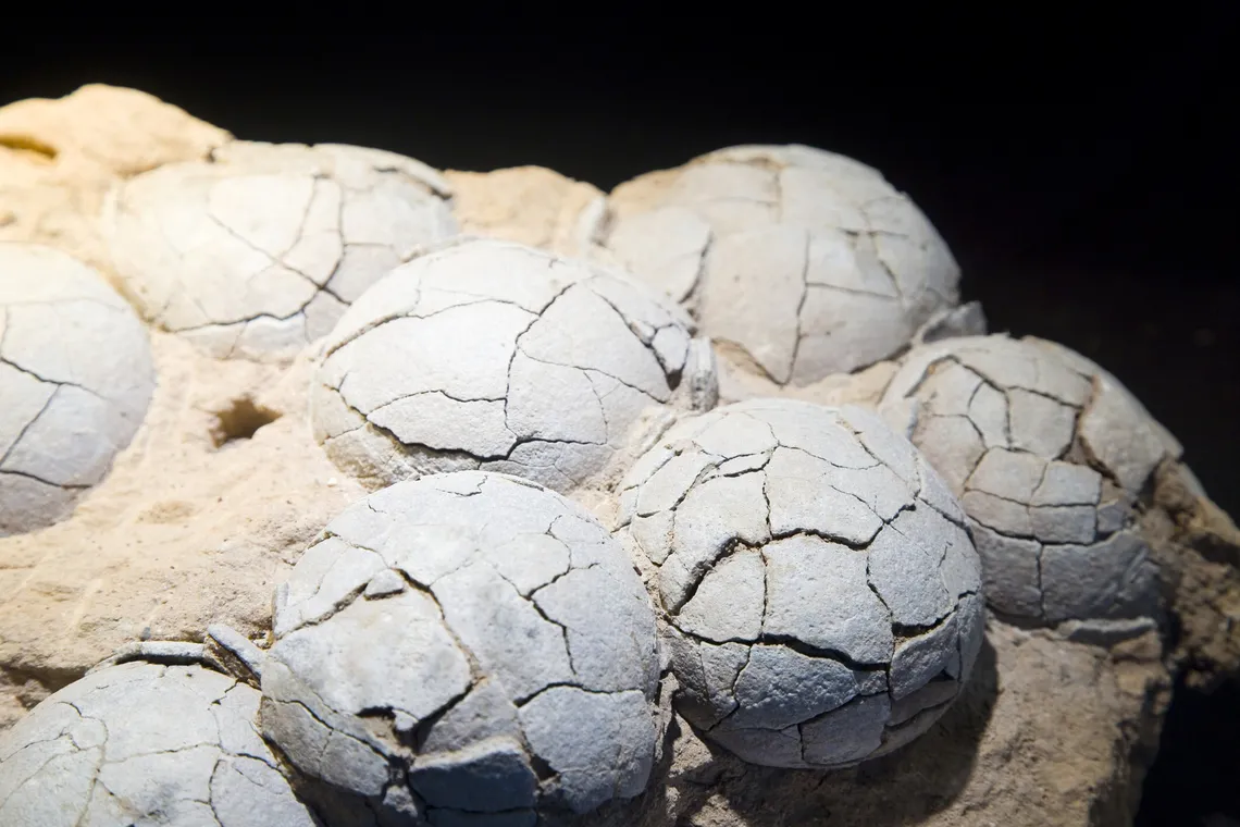 Un huevo fosilizado dentro de un huevo revela un nuevo secreto sobre los dinosaurios