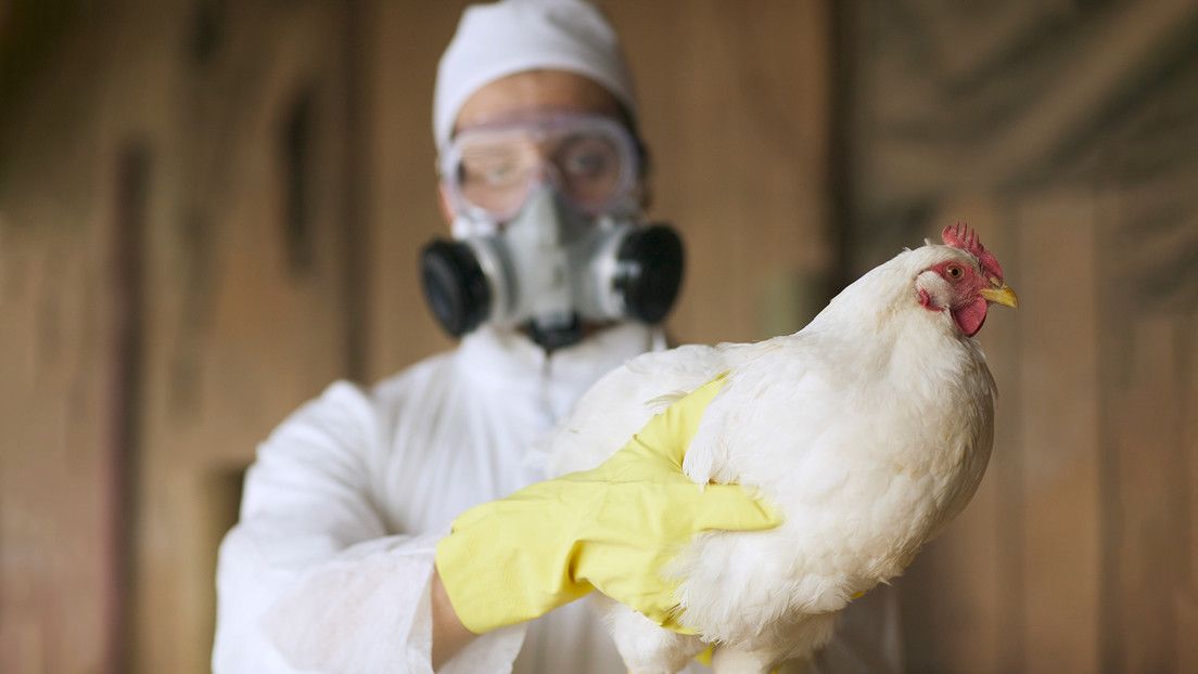 El 73 % de los animales sacrificados en EE.UU. por el brote de gripe aviar fueron «horneados vivos»