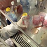 Científicos chinos encuentran la manera de crear vida ‘reprogramando’ células madre