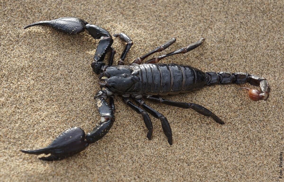 Alacranes han habitado la Tierra desde hace 435 millones de años