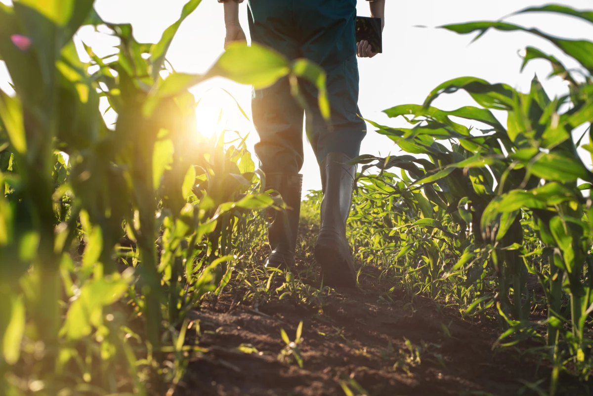 Mexicanos crean una solución para ayudar a agricultores con IA