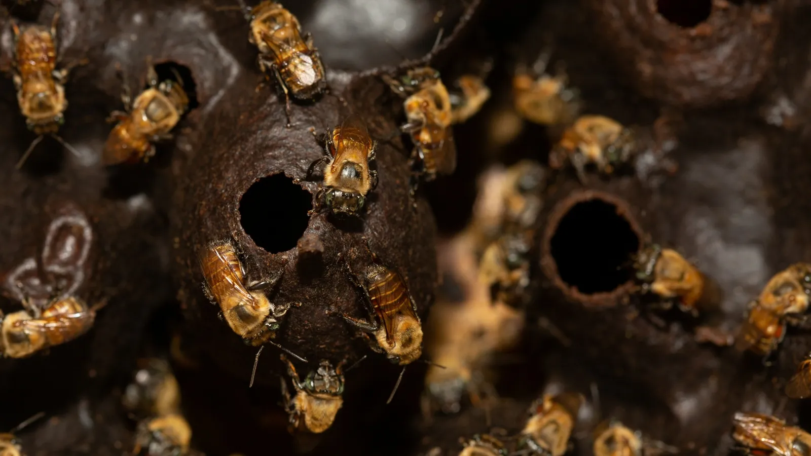 Miel medicinal: por qué la llaman el “líquido milagroso” de las abejas sin aguijón