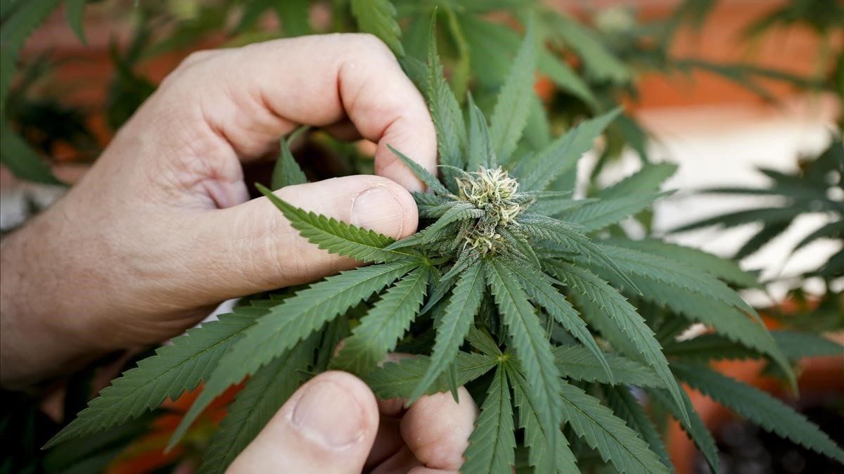 Sicosis, adicción y vómitos crónicos: la mariguana se vuelve más potente