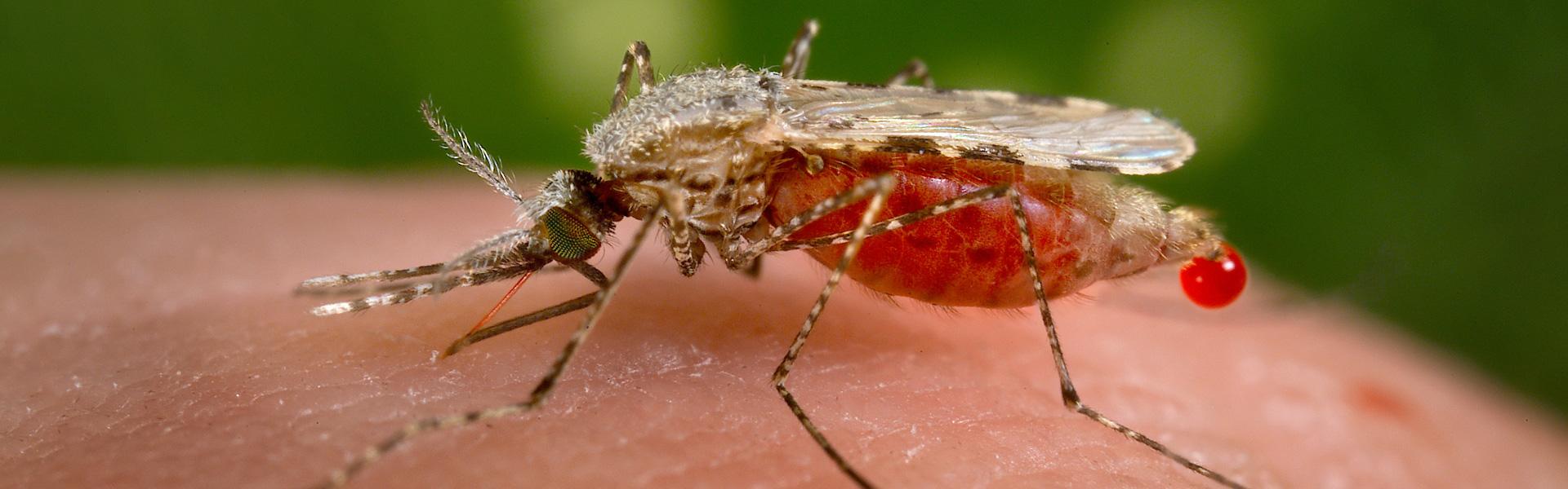 Descubren un nuevo compuesto químico que provoca que la enfermedad de la malaria se destruya a sí misma