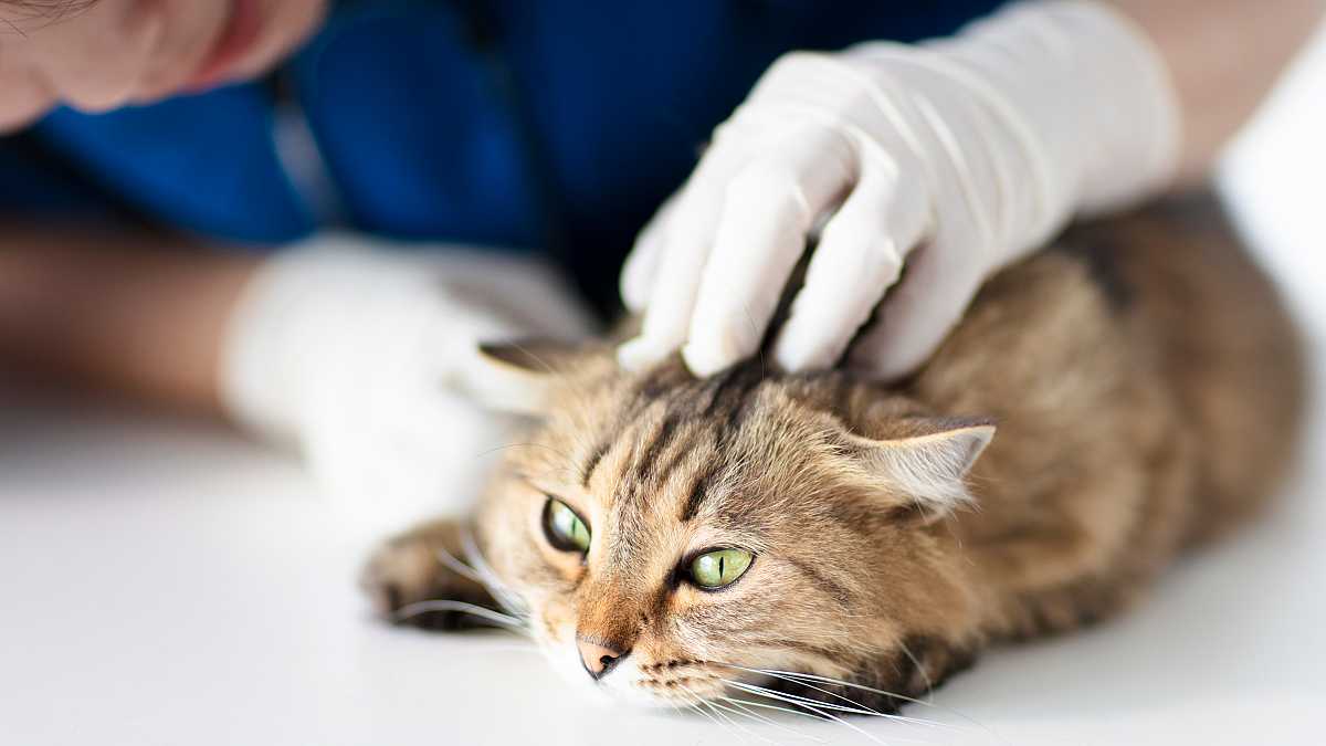 Por primera vez, documentan probable contagio de Covid-19 de un gato a un humano