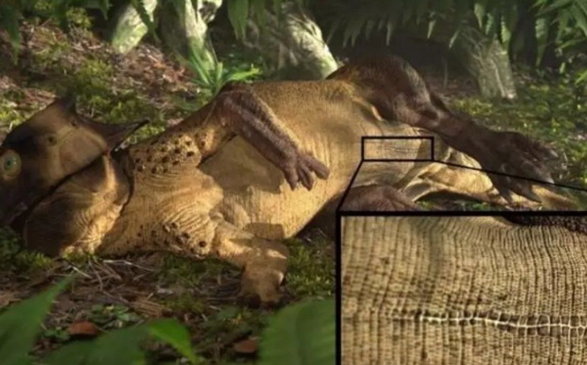 Encuentran evidencia fósil que demuestra cómo era el ombligo de los dinosaurios