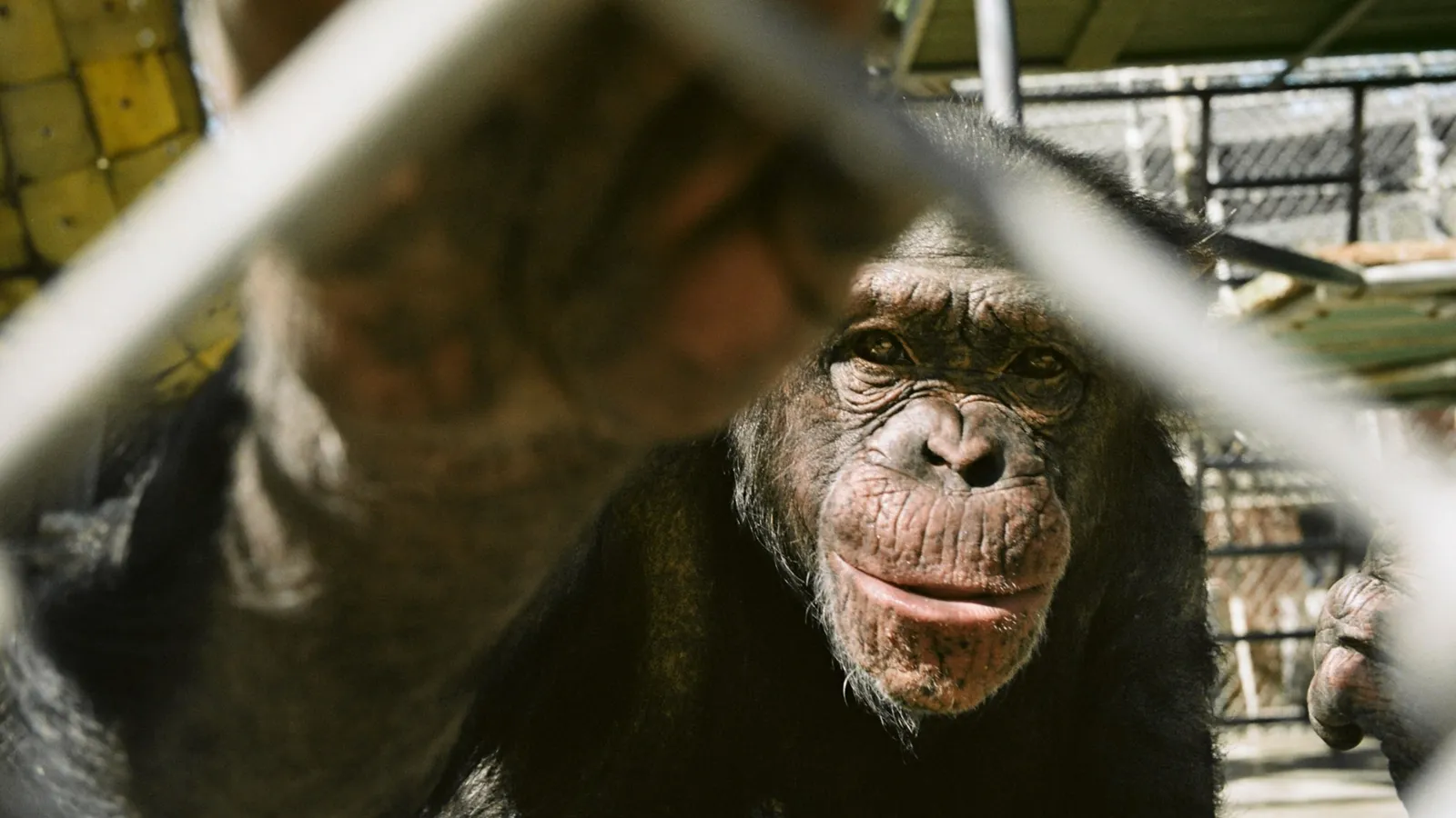 ¿Qué les debemos a los ex chimpancés de laboratorio?