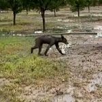 Exhiben oso en video con alto indice de desnutrición en Castaños. (VIDEO)