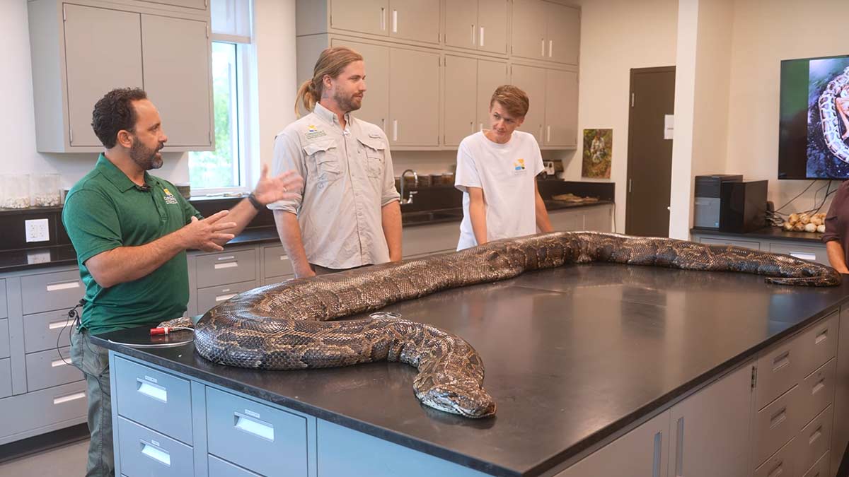 Encuentran la pitón más grande de Florida, medía más de 5 metros