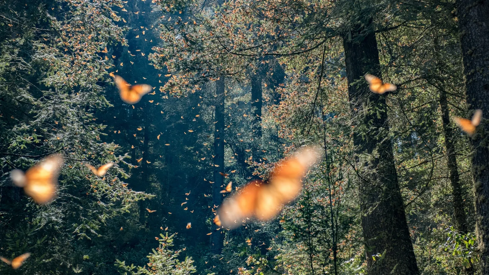 ¿Las mariposas monarcas están aumentando?