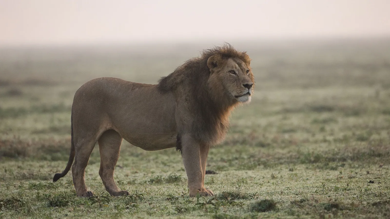 A medida que los tigres desaparecen, los leones se convierten en el blanco de los cazadores furtivos