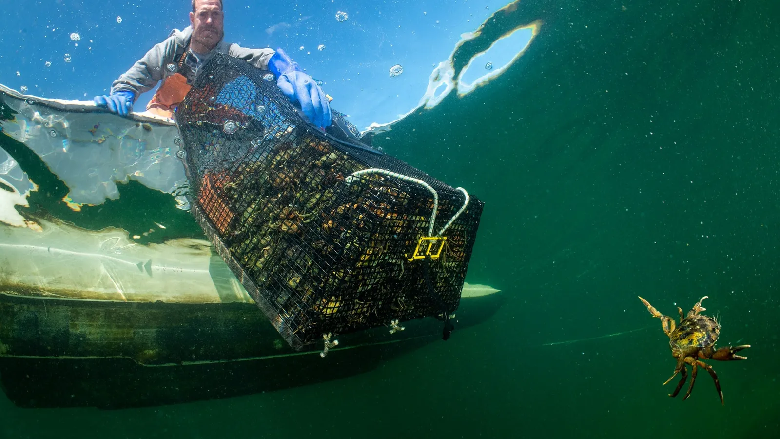 Invasión de cangrejos verdes: si no puedes vencerlos, cómelos