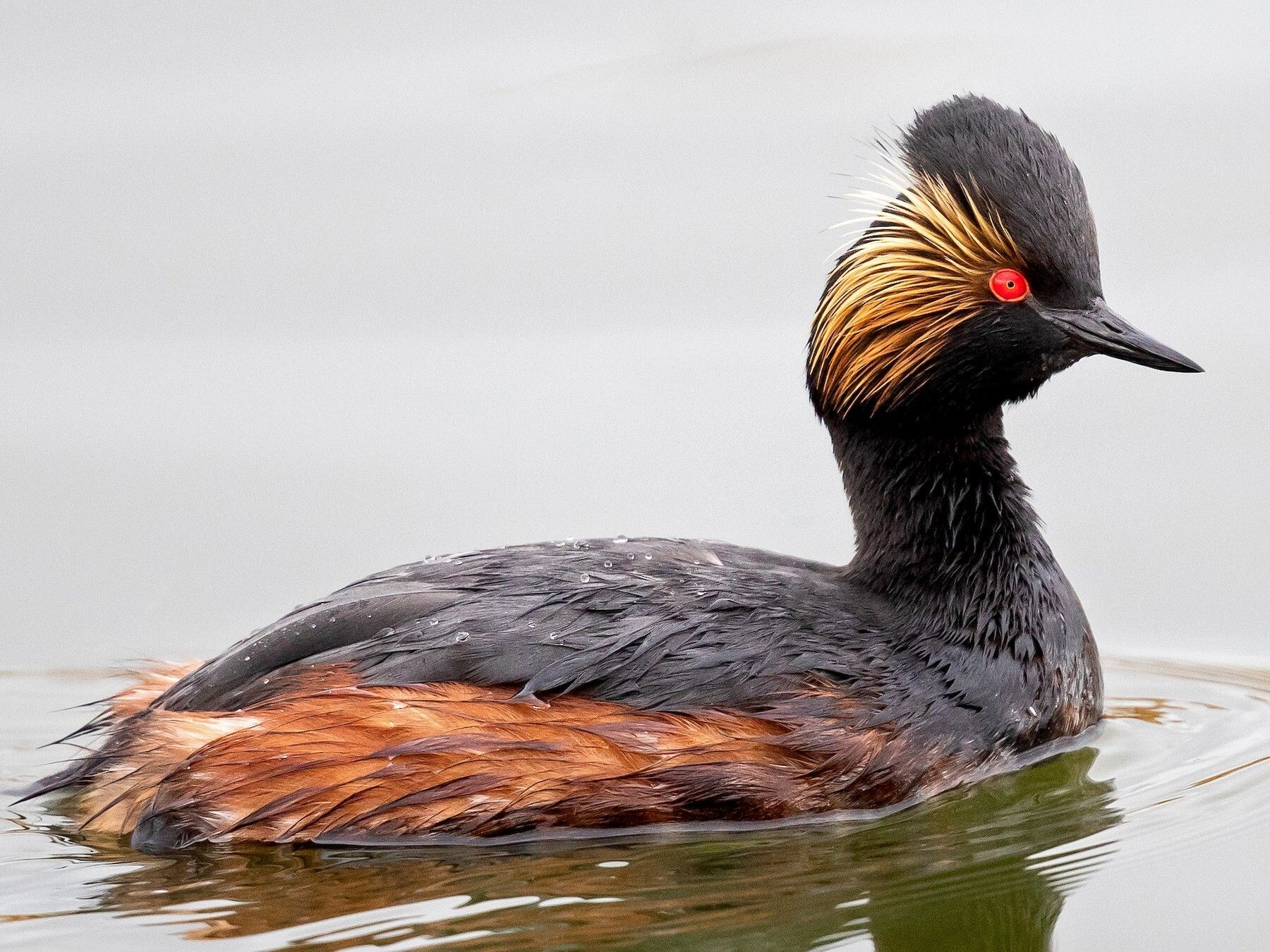 Aves migratorias: México principal destino de miles de especies