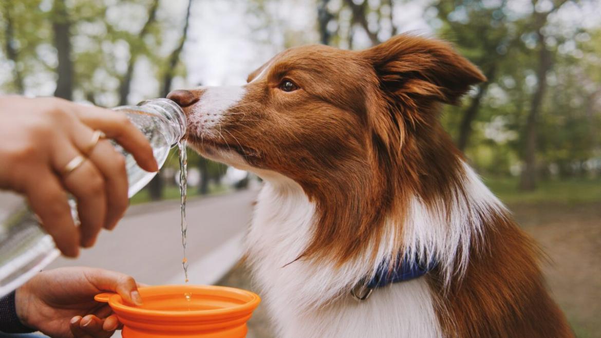 Así puedes proteger a tu perro y otras mascotas del calor extremo￼