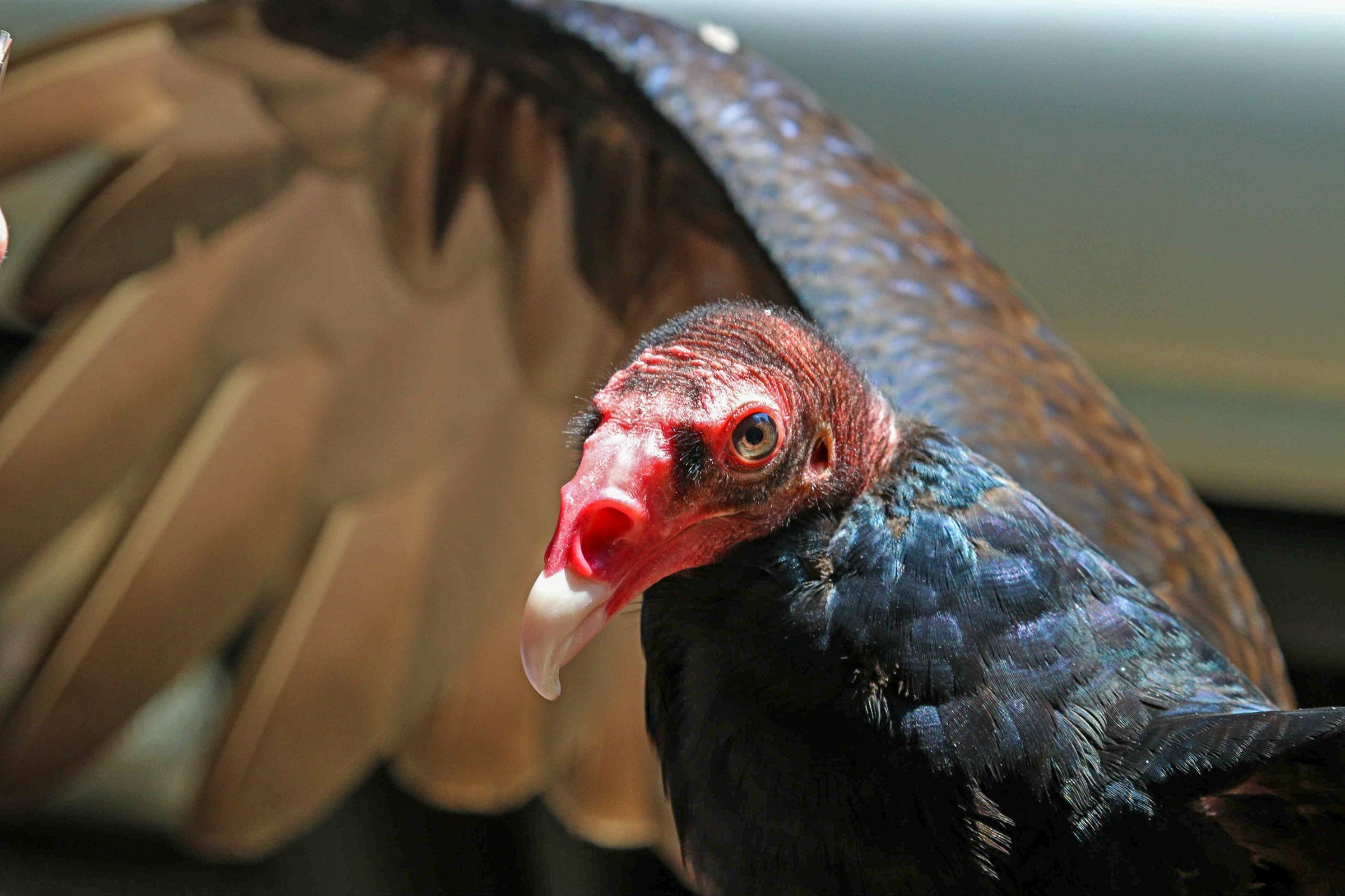 Zopilotes, una especie poco agraciada pero muy importante en el ecosistema