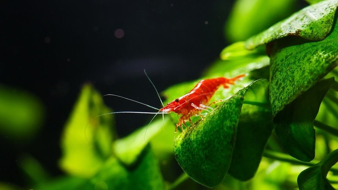 Descubren qué animales fueron los primeros en recuperarse después de la mayor extinción masiva